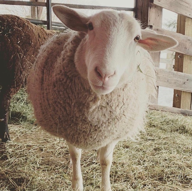 Sheep – Blackbird Ranch Farm Sanctuary