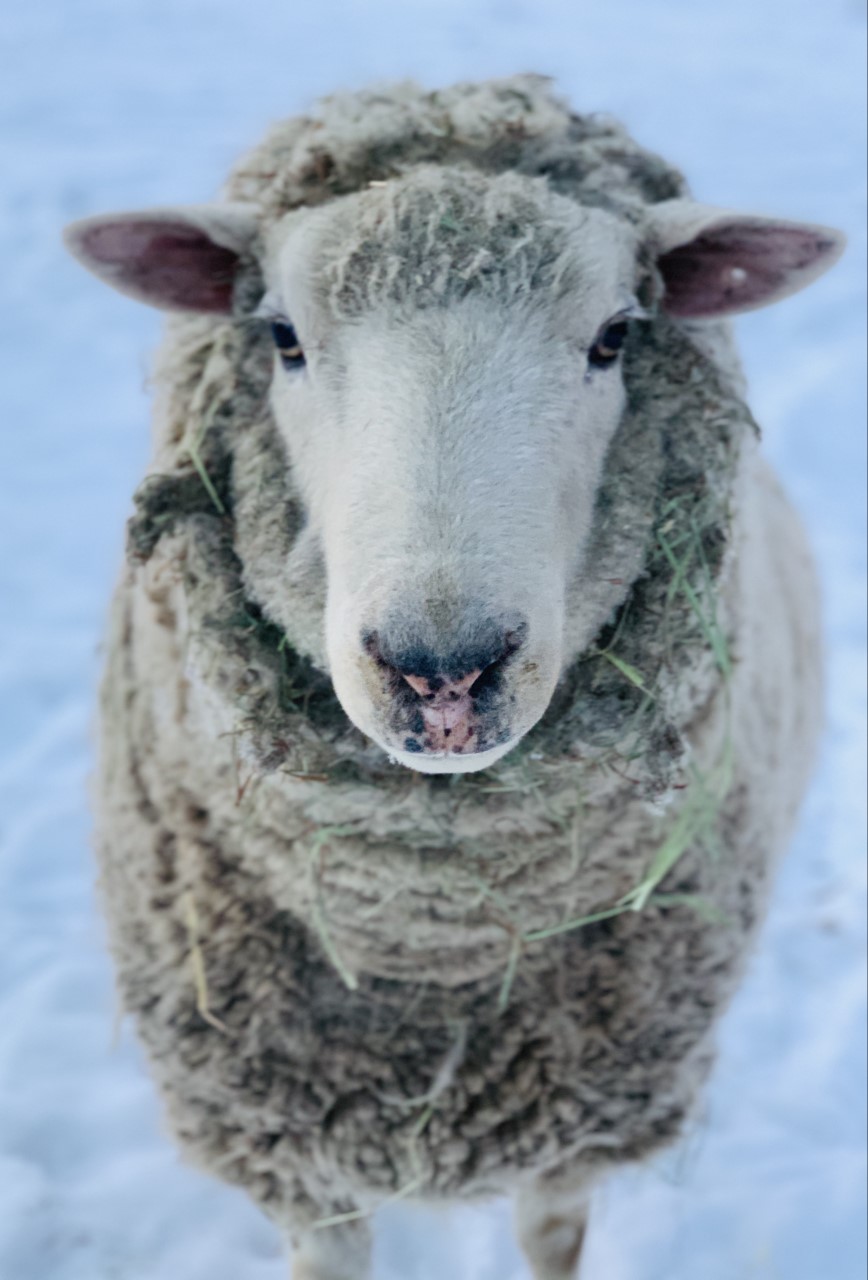Sheep – Blackbird Ranch Farm Sanctuary